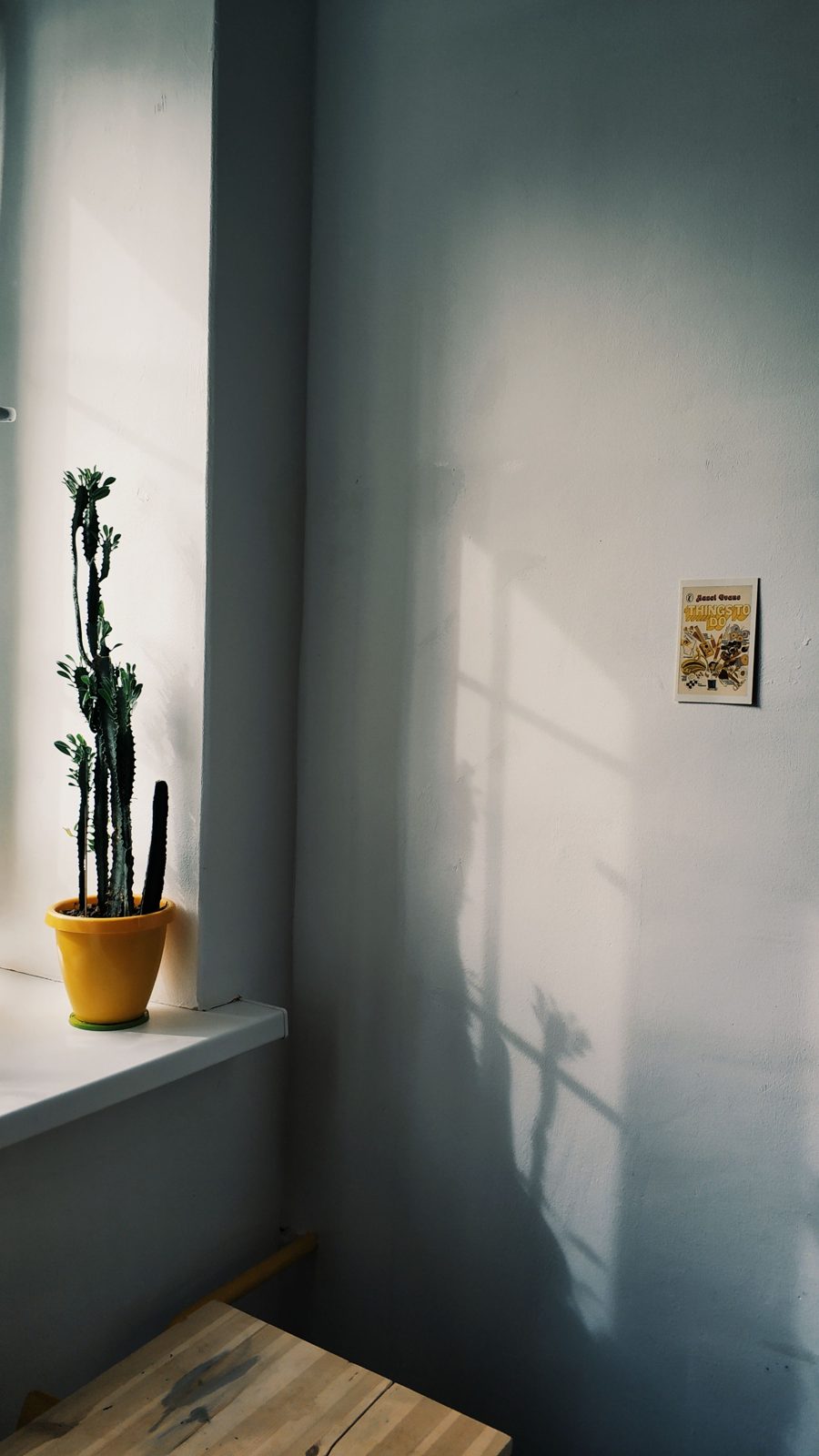 Cactus on a sunlit window sill